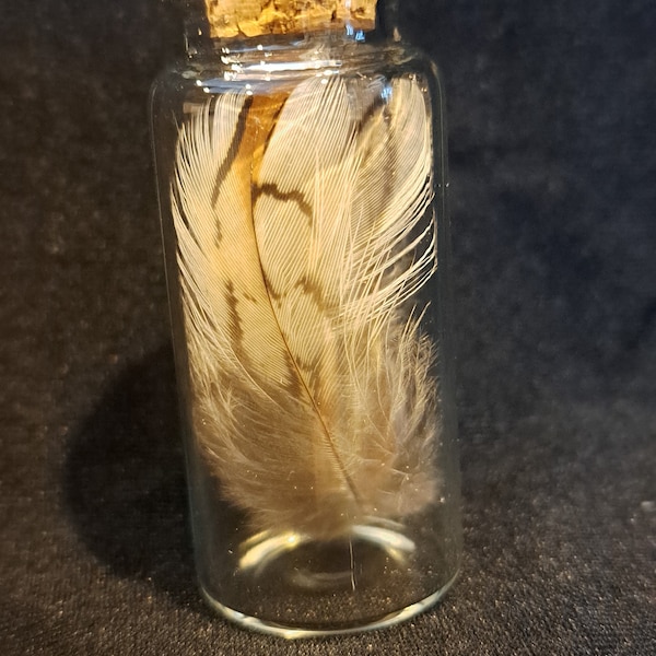 Real Quail Feathers (Pair In Jar)