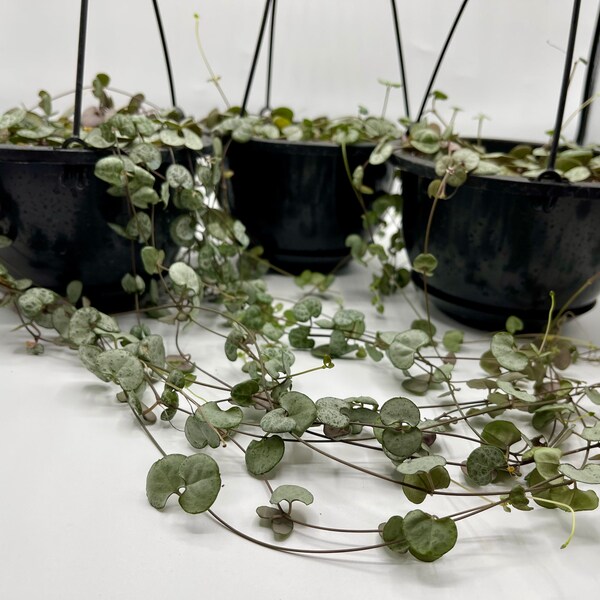 String of Hearts Etsy