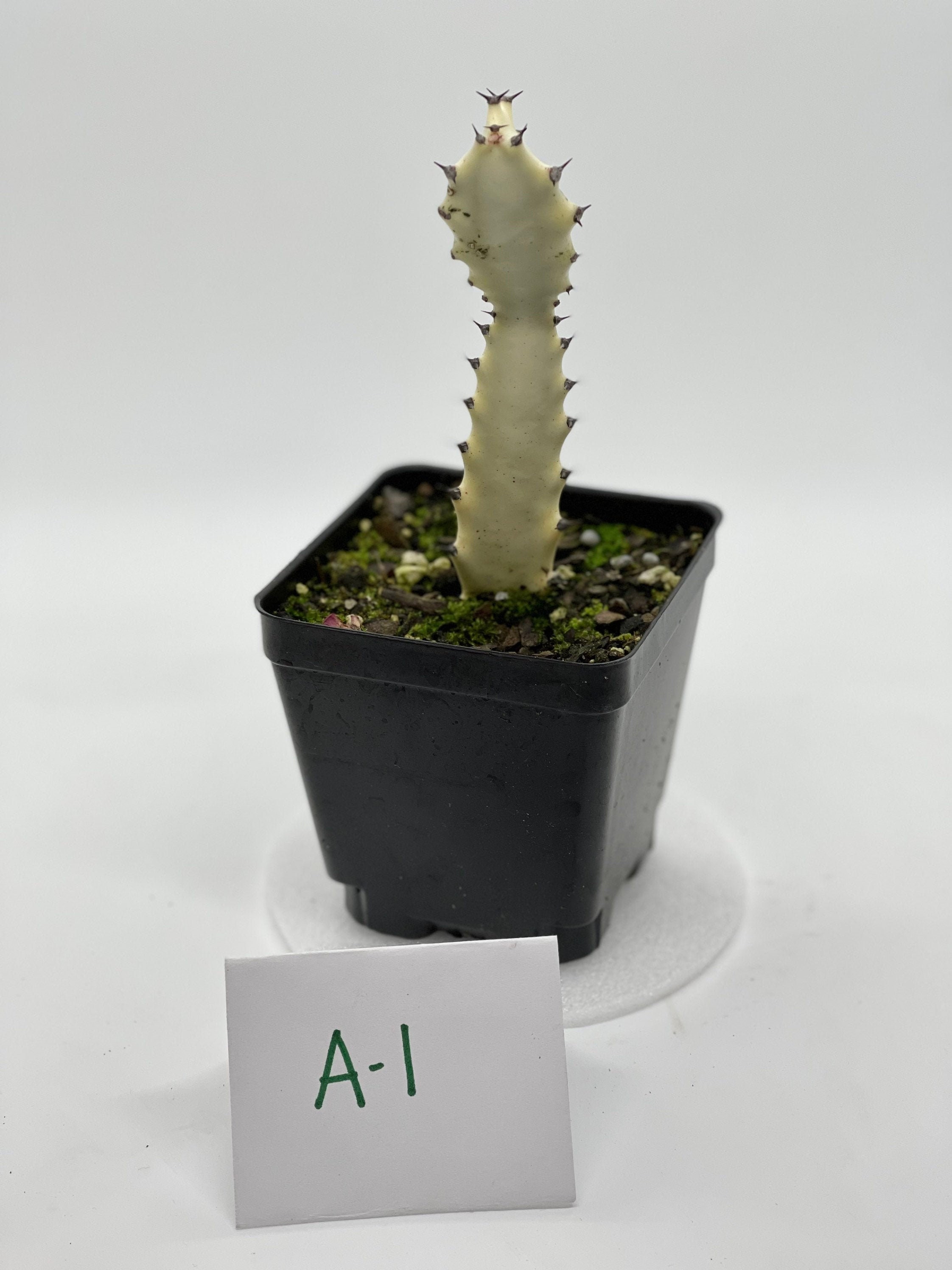 Candelabra Cactus for sale Only 3 left at 65