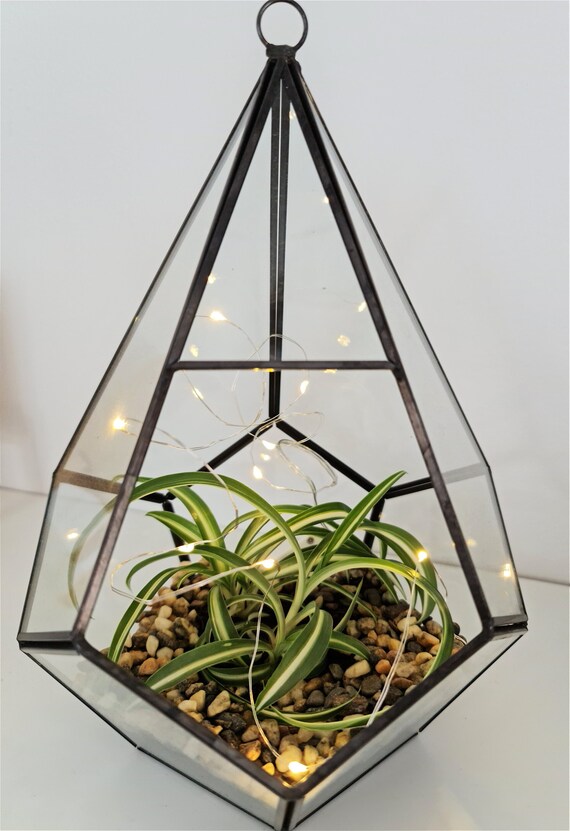 Large Geometric Spider Plant Terrarium DIY I Indoor Plant in Etsy UK