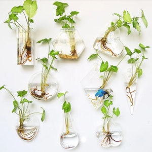 Vase de plantes de multiplication en verre suspendu Station de propagation I Décoration intérieure I Plantes d’intérieur