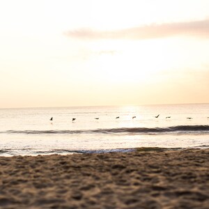 Outer Banks Sunrise with Seabirds