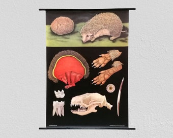 School wall card, teaching material card, Jung-Koch-Quentell, vintage, 1960s, hedgehog motif, mid-century