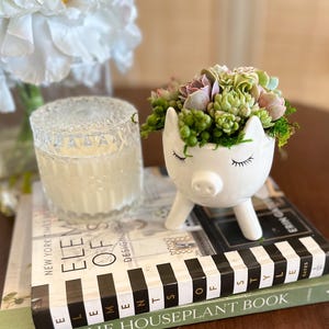 Piggy succulent arrangement