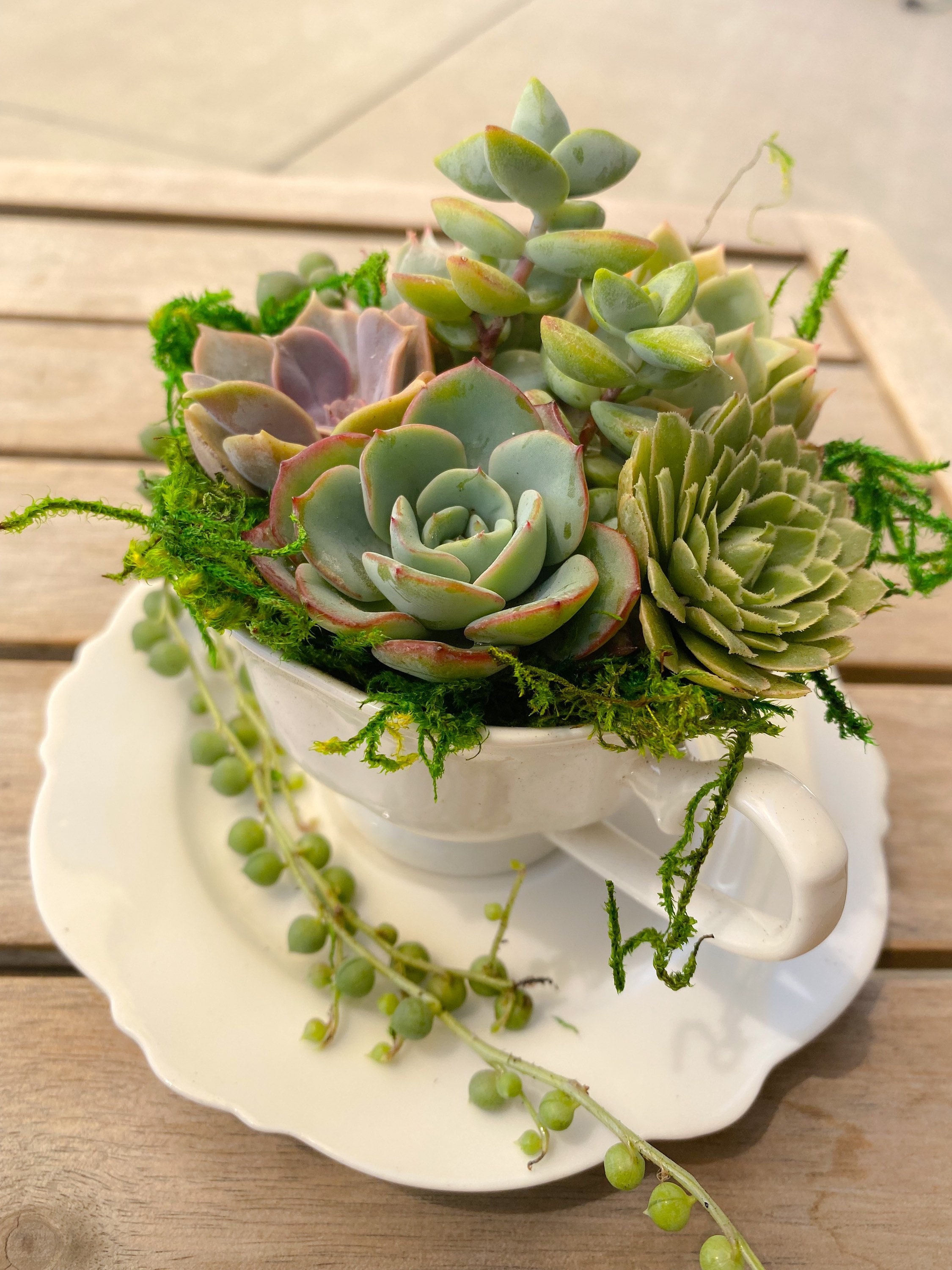 Tea Cup Succulent - Your Homebased Mom