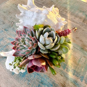 Murex Shell Succulent Arrangement | Coastal Beach House Decor Centerpiece