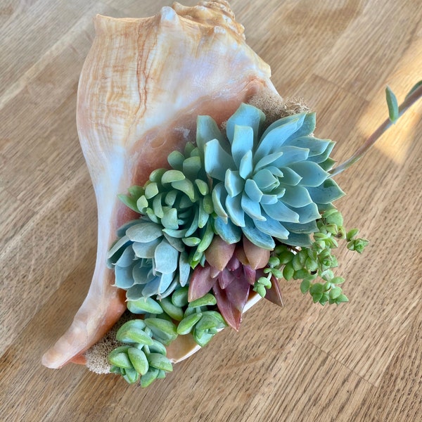 Whelk seashell succulent arrangement, Succulent Gift, Tabletop Decor