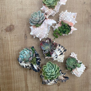 Succulent Seashell wedding Party favor, baby shower thank you favor, succulent favor