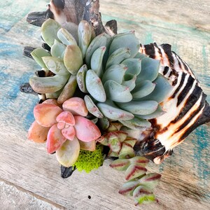 Murex shell succulent arrangement