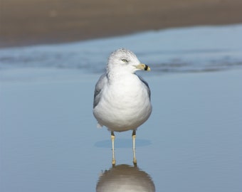 Seagull -  Eco-Friendly notecards to craft your personalised message. Printed version available sizes contact seller more details.