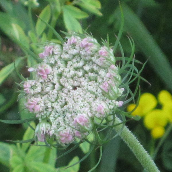 Queen Anne's Lace - Eco-Friendly notecards to craft your personalised message. Printed version available sizes contact seller more details.