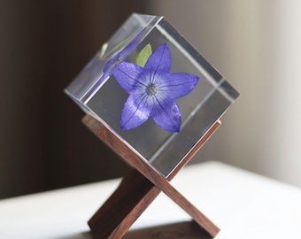 Kikyo-Balloon Flower Platycodon grandiflorus Chinese Bellflower Preserved in Resin Cube Special Floral Gifts for her