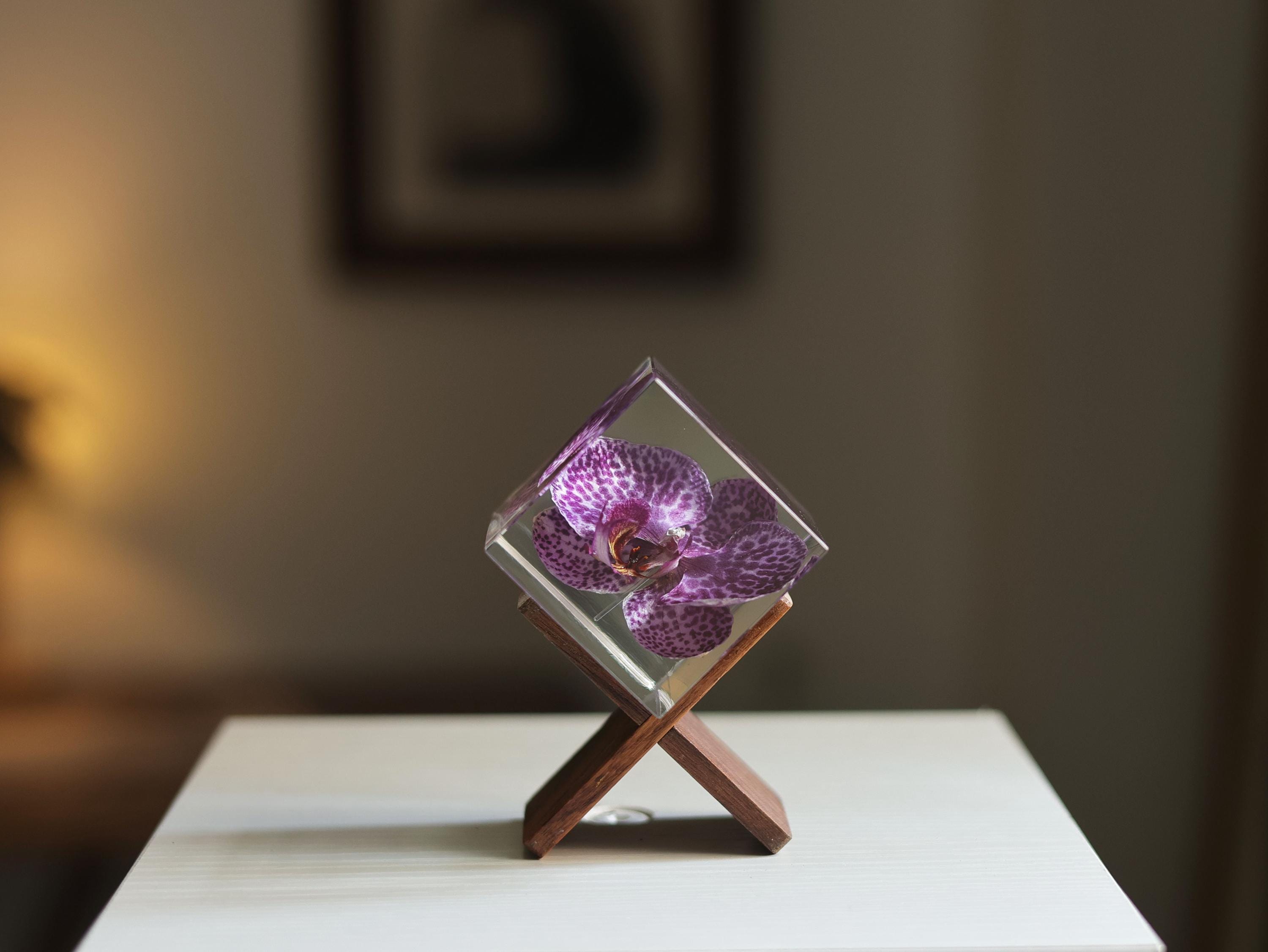 Real Purple Spotted Phalaenopsis Butterfly Orchid Cube Preserved