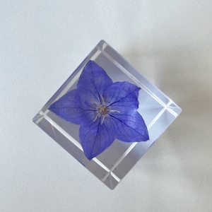 Kikyo-Balloon Flower Platycodon grandiflorus Chinese Bellflower Preserved in Resin Cube Special Floral Gifts for her