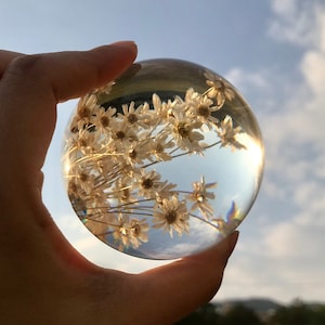 Preserved Brazil Daisy Flower Dried little stars Flower Gifts for mom,Small flower Gift,Wedding Floral Gift