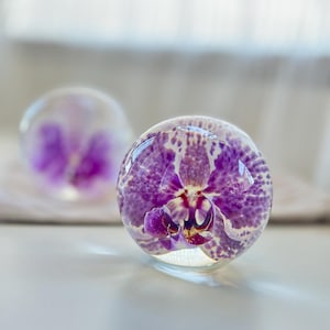 Peut inclure: Deux sphères de verre transparentes, chacune contenant une fleur d'orchidée violette et blanche. Les orchidées présentent des motifs détaillés. Les sphères sont posées sur une surface claire, avec un éclairage doux.