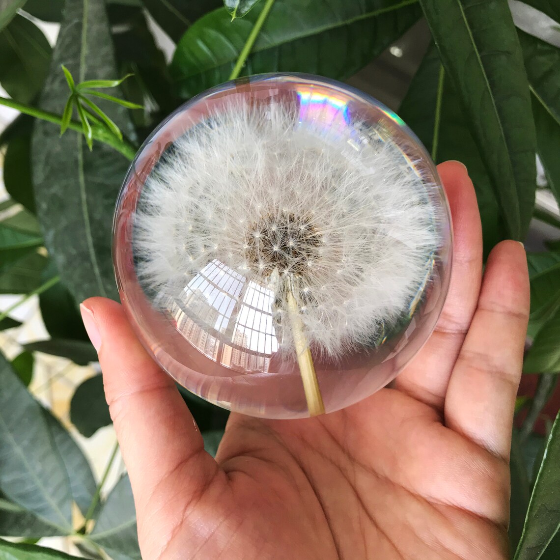 Real Dandelion Puff Paperweight Flower Specimen Epoxy Resin Etsy