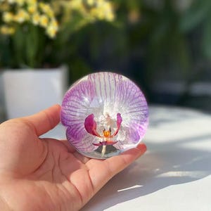 Peut inclure: Une sphère de verre transparente contenant une orchidée préservée de couleur pourpre et blanche. La fleur est en pleine floraison et a un centre jaune.