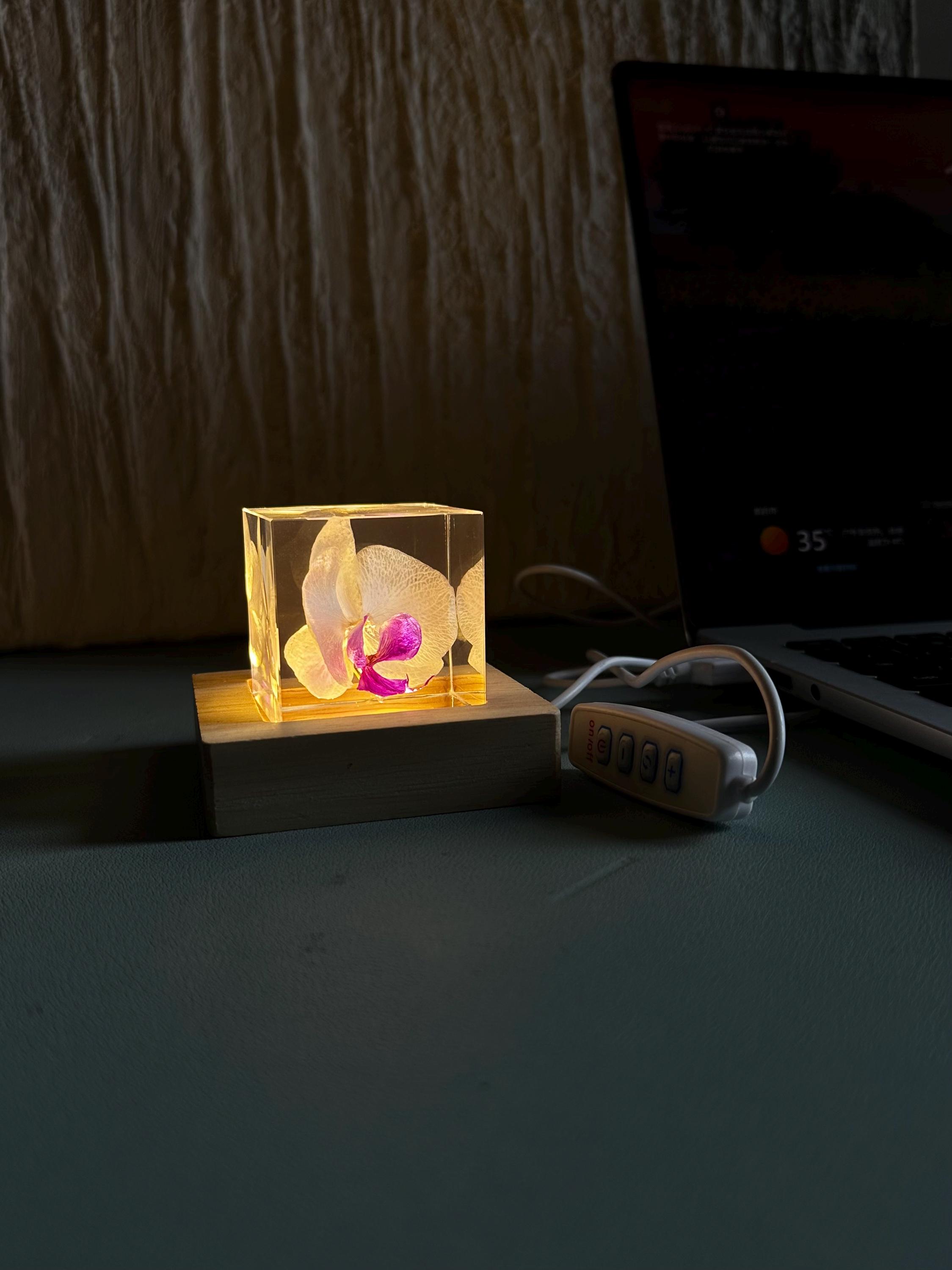 Bpw Stand Ryx Preserved White Butterfly Orchid Mini Cube (≈5cm) W/ Branch Stand ...