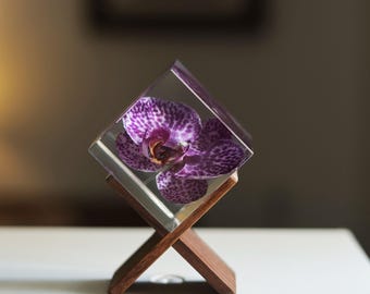 Real Purple Spotted Phalaenopsis Butterfly Orchid Cube Preserved