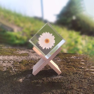 Regali di fiori di margherita Decorazione di margherita bianca Margherita di carta Fiore di raggio di sole Rhodanthe Decorazione di mensola in resina Piccoli regali di fiori