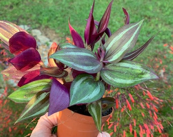 Tradescantia Zebrina, Wandering Dude, Inch Plant, 3” Potted Plant