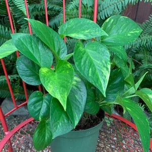 Giant Variegated Hawaiian Golden Pothos 4” or 6” Starter Plant
