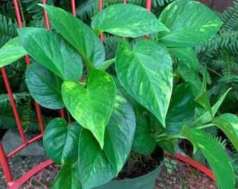 Giant Variegated Hawaiian Golden Pothos 4” or 6” Starter Plant FREE SHIPPING