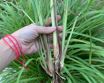 4 Live Rooted Lemongrass Organic Plant Stalks