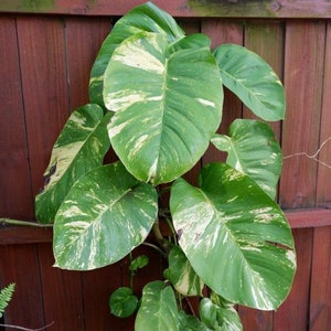 Giant Variegated Hawaiian Golden Pothos Node Cutting with Leaf