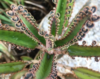 Mother of Millions Plant, Kalanchoe Daigremontiana, Alligator Plant, Fast and Free Shipping