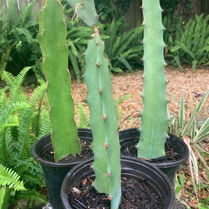 May include: Three green dragon fruit cactus plants in black plastic pots. The cactus plants have a ribbed texture with small spines along the edges. The pots are filled with dark soil. The background includes green foliage and a wooden surface.