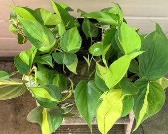 Philodendron Brasil Houseplant, Live Plant Philodendron Hederaceum in 4” or 6” Pot