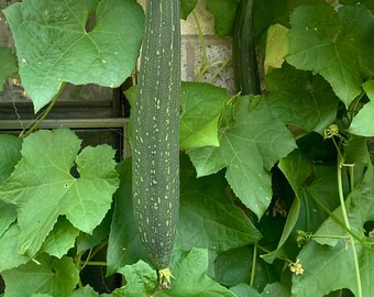 10+ Loofa Seeds. Zone 8b.  FREE gardening advice at YouTube LastChanceMonicaM https://www.youtube.com/channel/UCXe0u_mKDGYV8TDwnwEr64w
