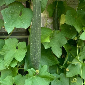 May include: Two long, green, ribbed gourds hanging from a vine with large, green leaves. The gourds are growing on a brick wall.