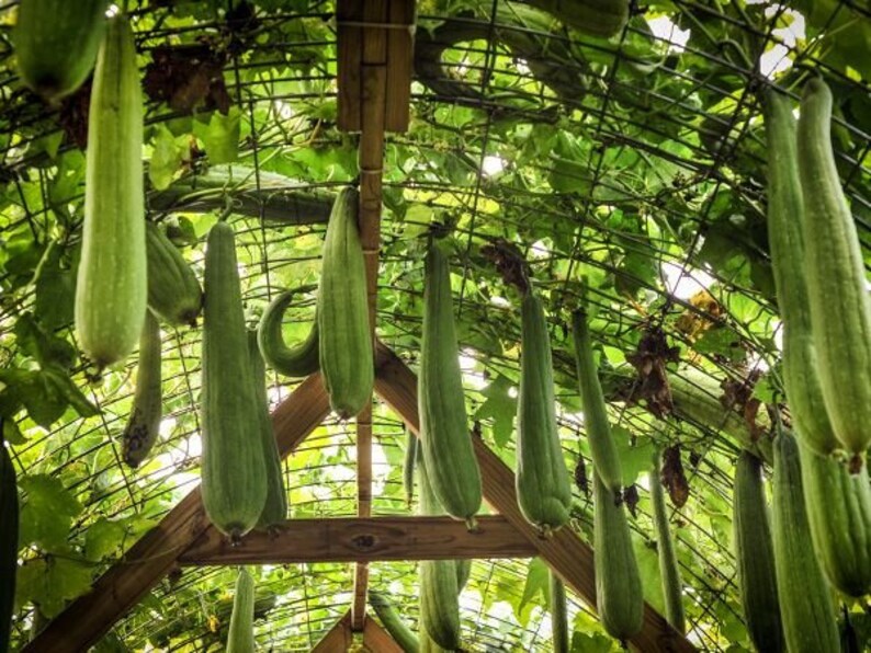 10 Loofa Seeds. Zone 8b. FREE Gardening Advice at Youtube - Etsy