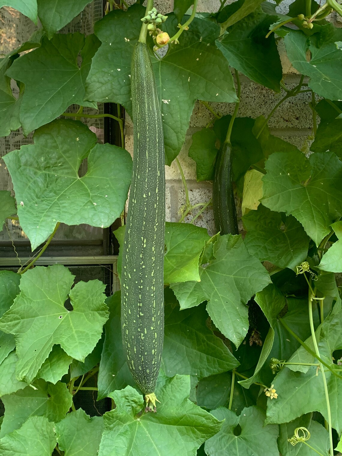 10 Loofa Seeds. Zone 8b. FREE Gardening Advice at Youtube - Etsy