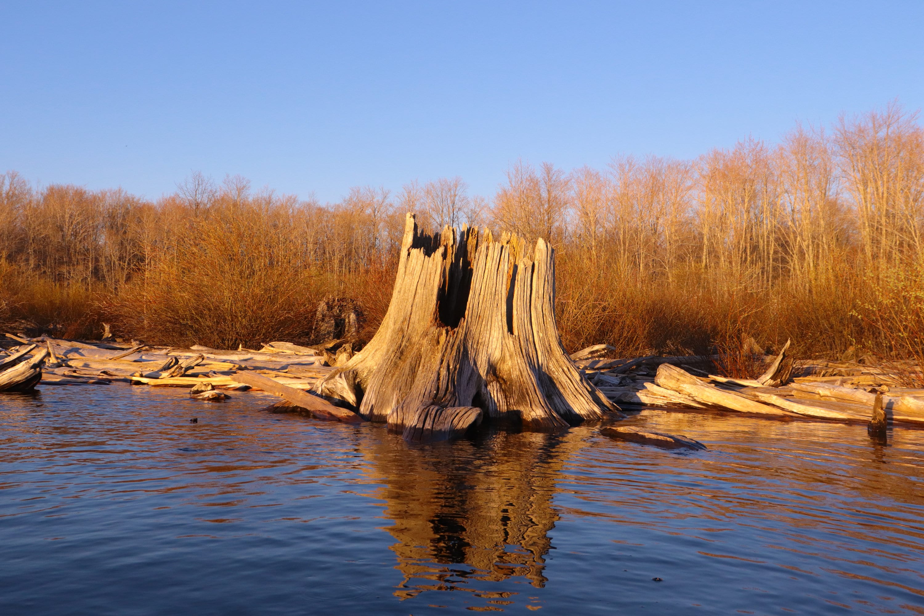 Nature Photography Stump Michigan Silver Lake Upper Etsy