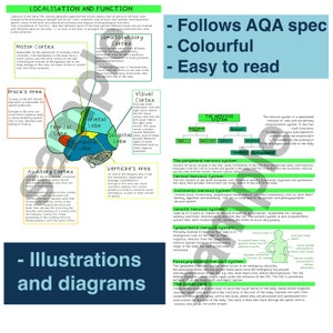 AQA A Level Psychology - Biopsychology PDF Notes - Etsy