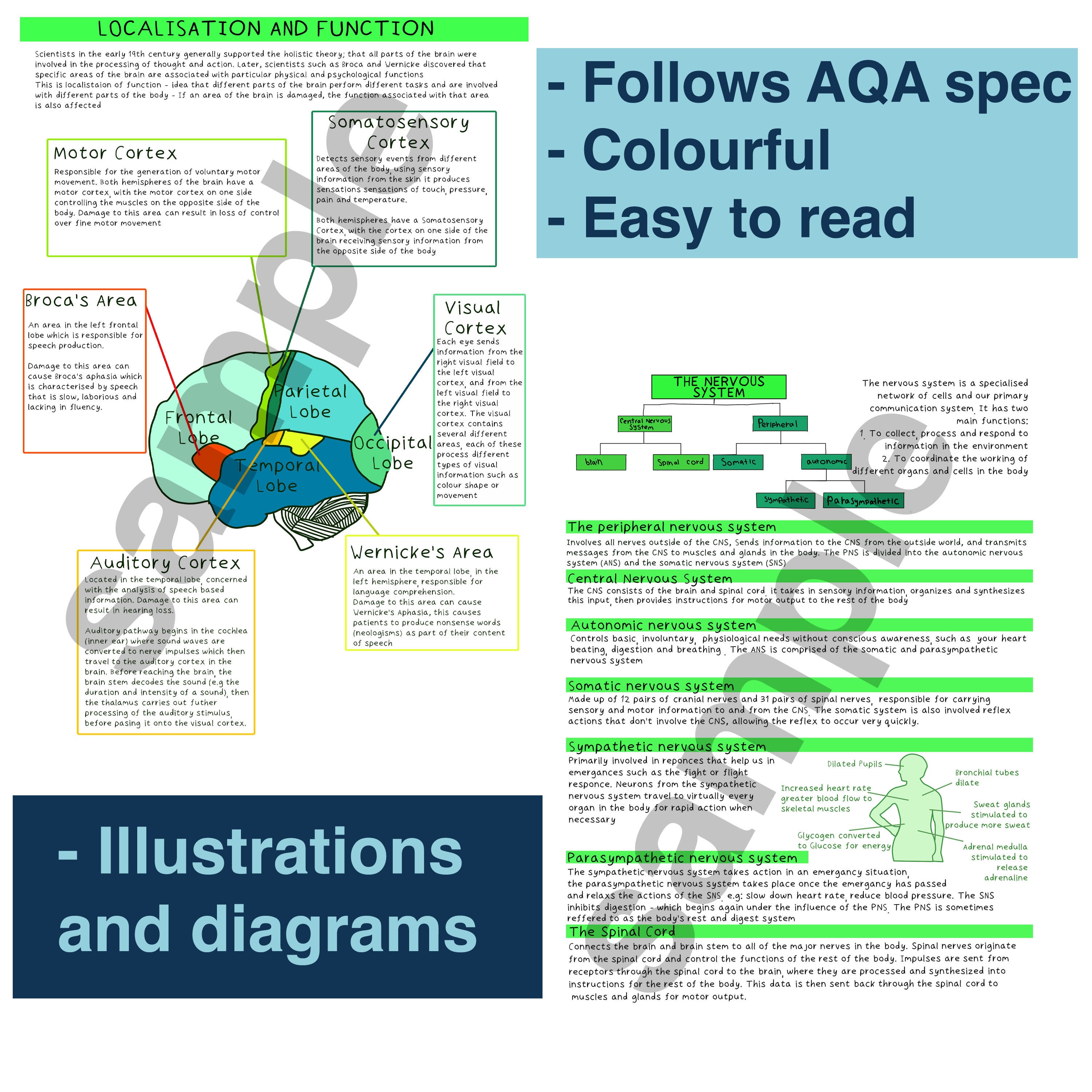 AQA A Level Psychology - Biopsychology PDF Notes - Etsy