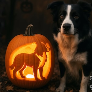 May include: An illuminated carved pumpkin with a wolf silhouette, next to a black and white Border Collie dog. The pumpkin is orange with a carved wolf design. The dog has black and white fur and is looking at the camera. The words "PRINTABLE STENCIL" are on the left side.