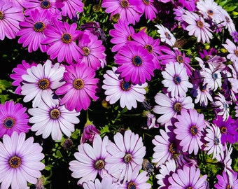 25 African Daisy Seeds ( 25 seeds / package)