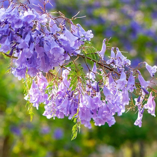 10 Jacaranda Flower Seeds ( 10 seeds / order )