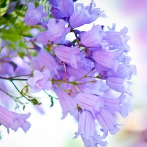20 Jacaranda Flower Seeds ( 20 seeds / order )