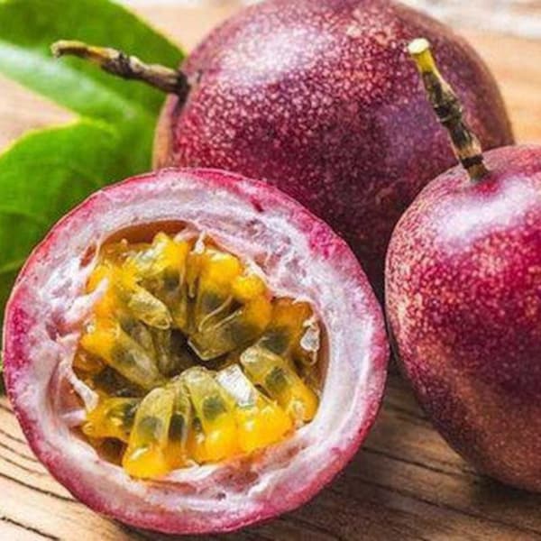 Passion Fruit Plant Etsy