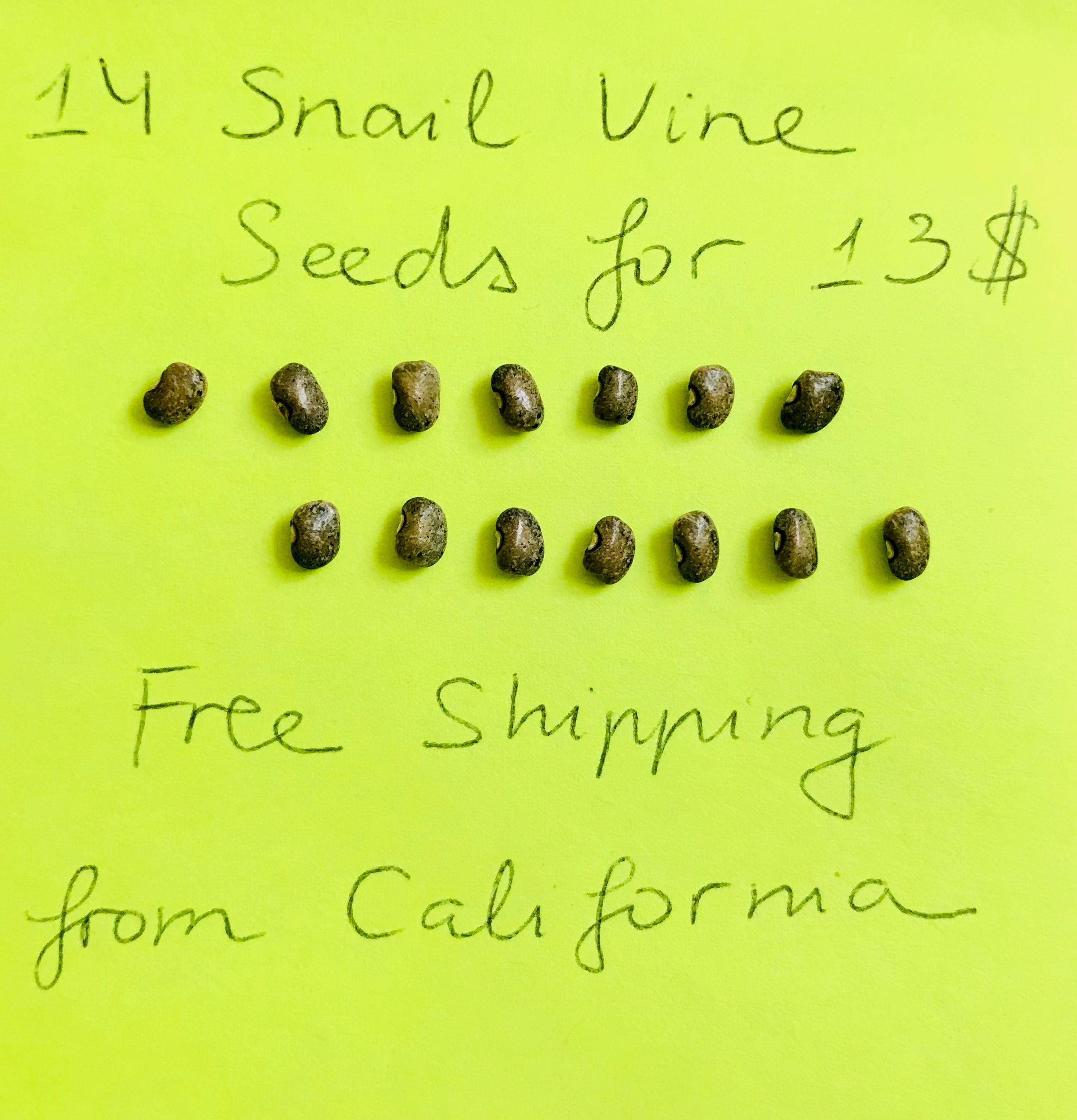 14 Snail Vine Seeds for Sale 14 Seeds / Package Etsy