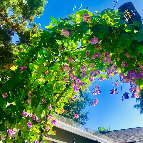 7 Snail Vine Seeds for Sale 7 Seeds / Package Etsy