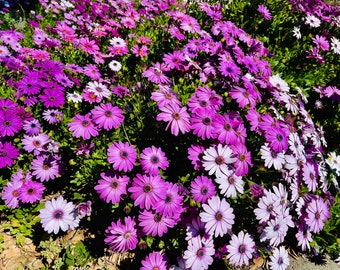 50 African Daisy Seeds ( 50 seeds / package )