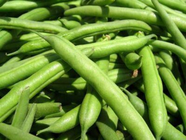 Wyld Seeds Landreth Stringless Green Bean - Thumbnail 4