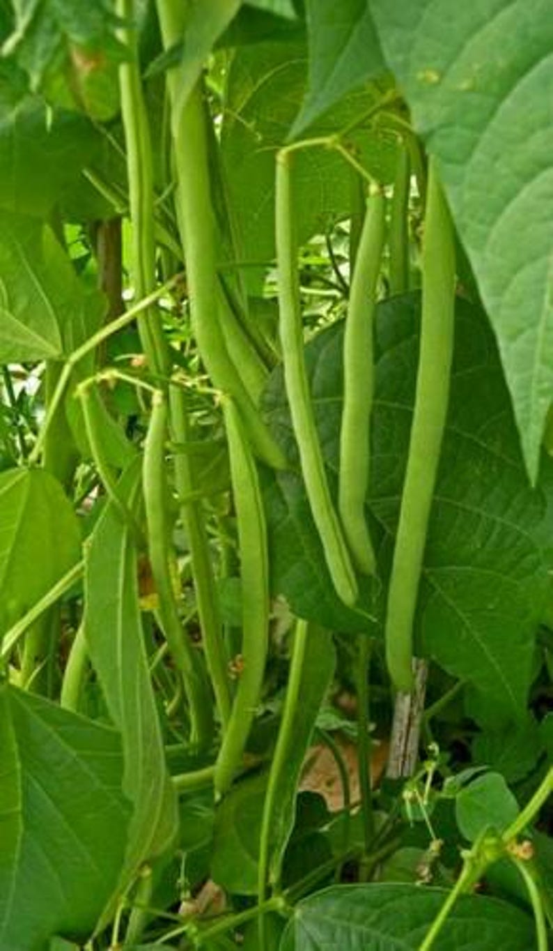 Wyld Seeds Landreth Stringless Green Bean - Thumbnail 3